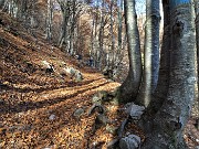 17 Splendida faggeta colorata d'autunno 